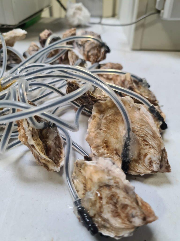 molluSCAN: A bio-monitoring system 