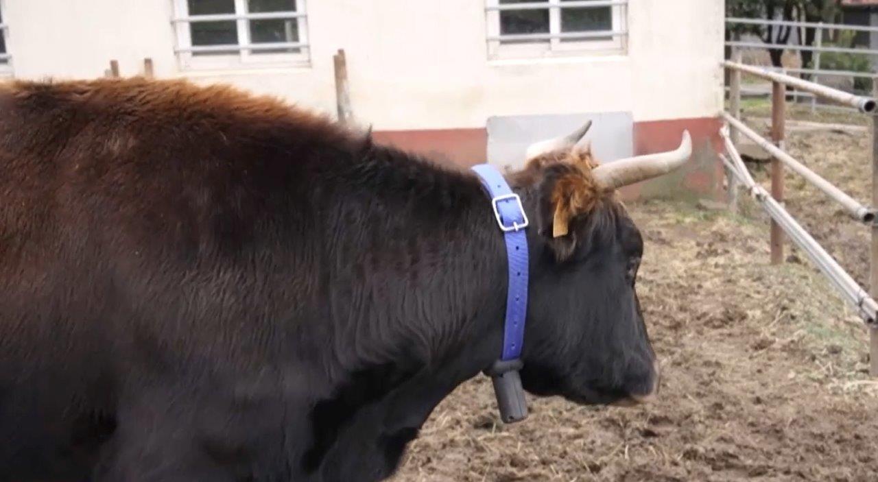 Feed Heat Monitor® - first ever wearable cow health monitor